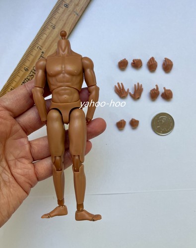 Scale muscular joint - scale,
